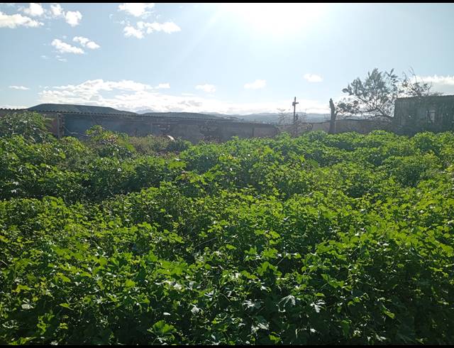 388M² VACANT LAND FOR SALE IN GERALD SMITH